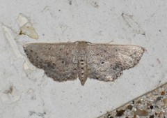 Scopula aemulata