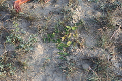 Asclepias prostrata