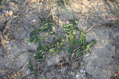 Asclepias prostrata