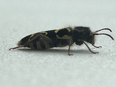 Neoclytus conjunctus