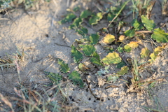 Asclepias prostrata