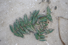 Asclepias prostrata
