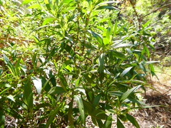 Myoporum montanum