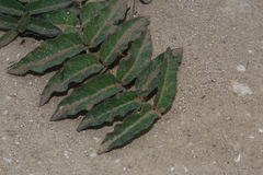 Asclepias prostrata