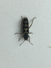 Neoclytus conjunctus