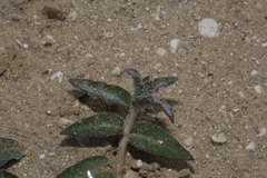 Asclepias prostrata