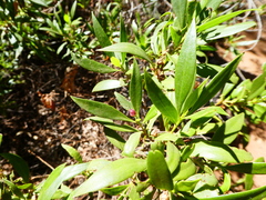 Myoporum montanum