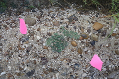 Asclepias prostrata