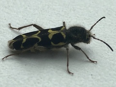 Neoclytus conjunctus
