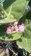 Calotropis procera