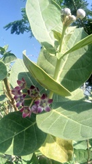 Calotropis procera