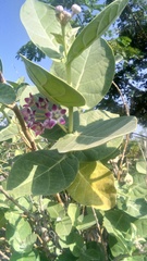 Calotropis procera