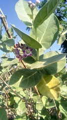 Calotropis procera
