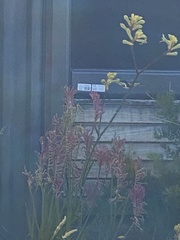 Acanthorhynchus tenuirostris