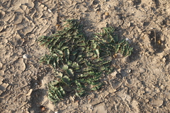 Asclepias prostrata