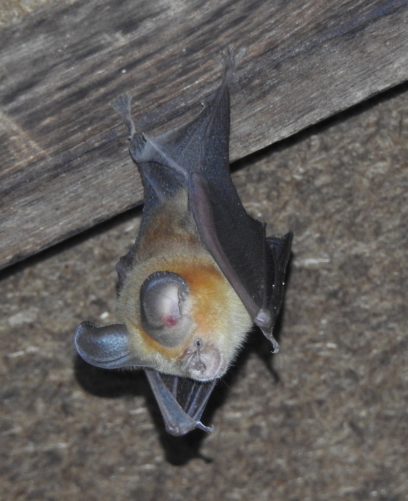 Fulvus Leaf-Nosed Bat
