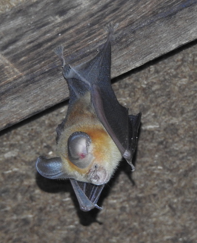 fulvus roundleaf bat (Hipposideros fulvus) — Least Concern Mammalia