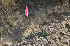Asclepias prostrata