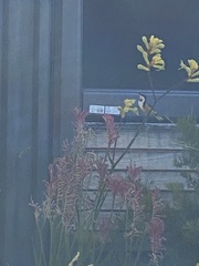 Acanthorhynchus tenuirostris