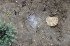 Asclepias prostrata