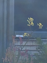 Acanthorhynchus tenuirostris