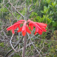 Cyrtanthus fergusoniae