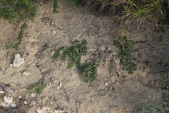 Asclepias prostrata