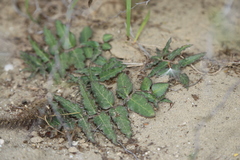 Asclepias prostrata