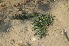 Asclepias prostrata