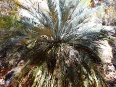 Macrozamia macdonnellii