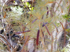 Senna artemisioides artemisioides