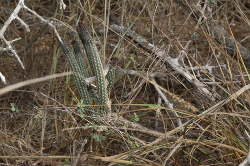 Echinocereus poselgeri