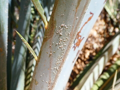 Macrozamia macdonnellii