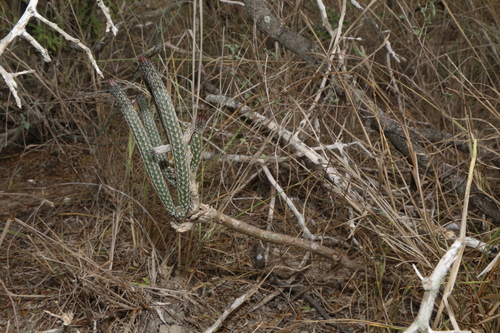 Echinocereus poselgeri