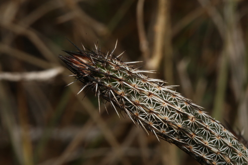 Image of Echinocereus poselgeri by (c) Reid Hardin, some rights reserved (CC BY)