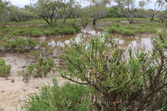 Suaeda australis