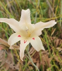 Gladiolus angustus