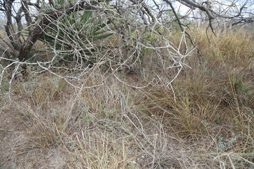 Image of Echinocereus poselgeri by (c) Reid Hardin, some rights reserved (CC BY)