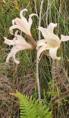Gladiolus angustus