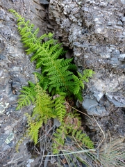 Woodsia montevidensis