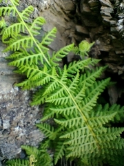 Woodsia montevidensis