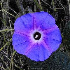 Ipomoea villifera