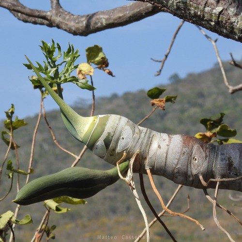 Philodendron warszewiczii, photograph 6