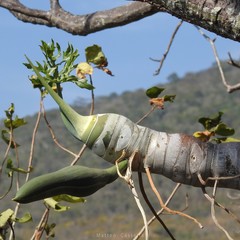 Philodendron warszewiczii