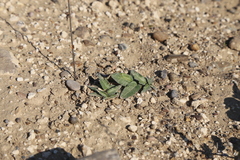 Asclepias prostrata