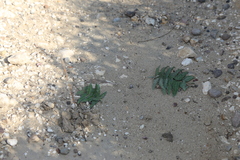 Asclepias prostrata