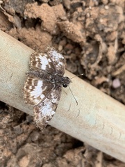 Chiomara