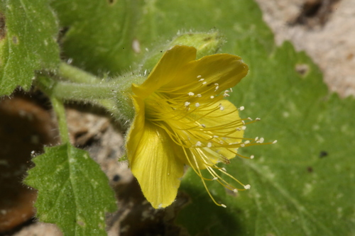 Lobed-leaf stingbush (Eucnide lobata)