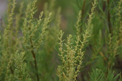 Suaeda australis