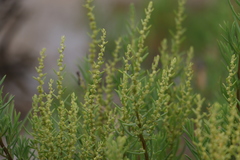 Suaeda australis